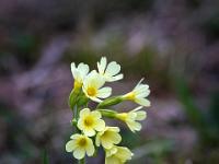 Schlüsselblume mit mehreren Blüten